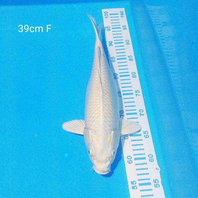 platinum 39cm female