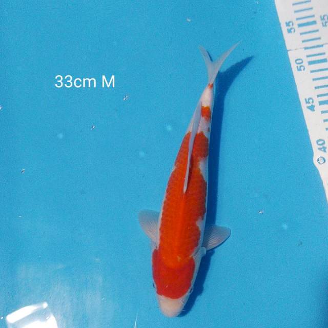 kohaku 33cm male