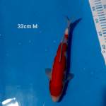 kohaku 33cm male