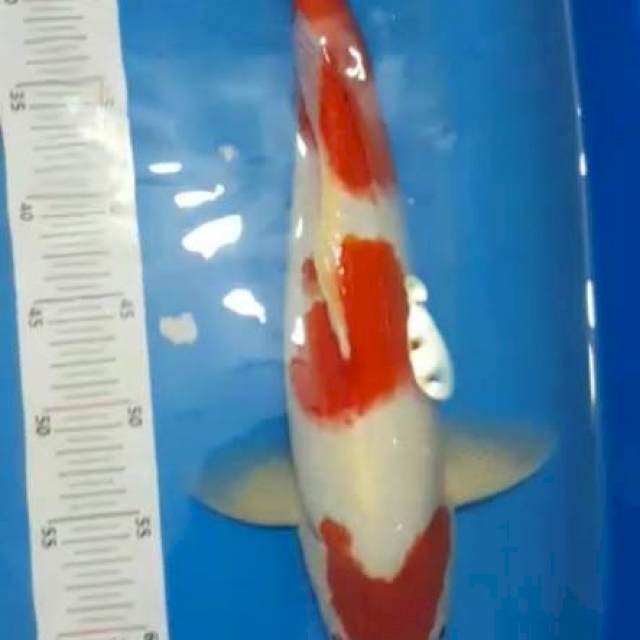 Kohaku Jantan 45cm