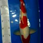 Kohaku Jantan 45cm