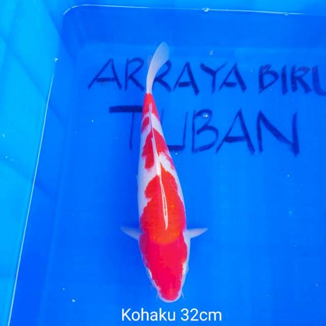 KOHAKU 32cm