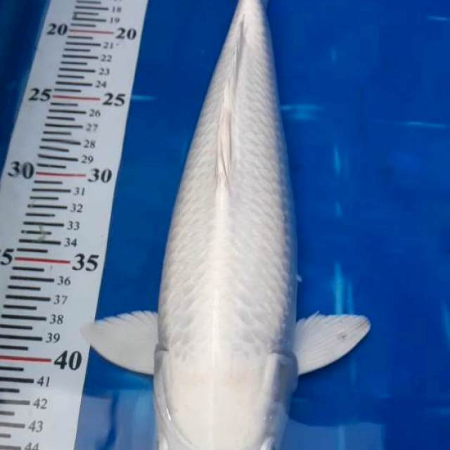 Platinum Jantan, 37cm