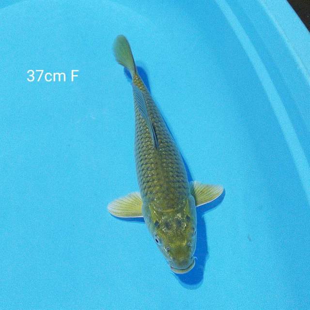 midori 37cm