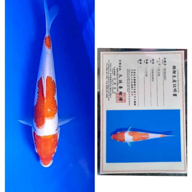 Kohaku Import Serti Marusei 