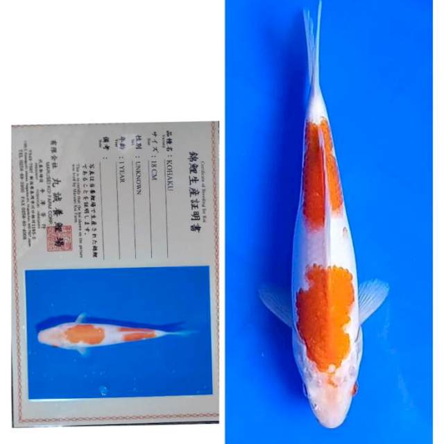 Kohaku Import Serti Marusei 