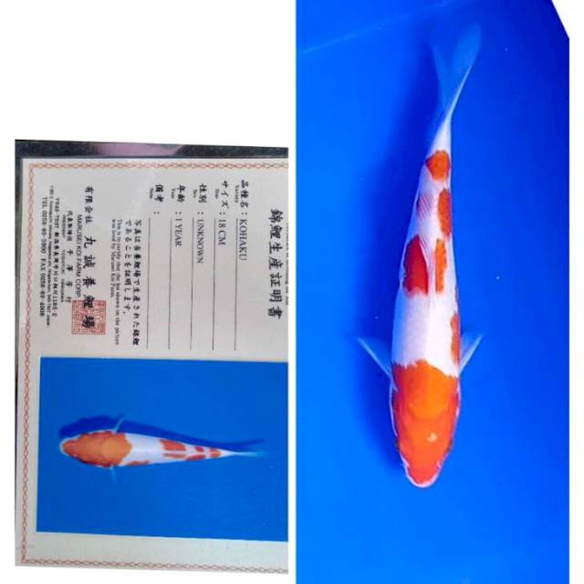 Kohaku Import Serti Marusei 