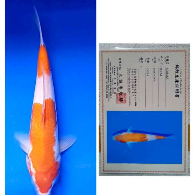 Kohaku Import Marusei