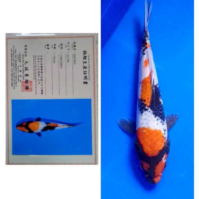 Showa Import Serti Marusei