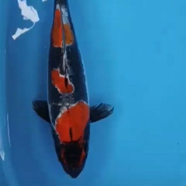 JST KOI