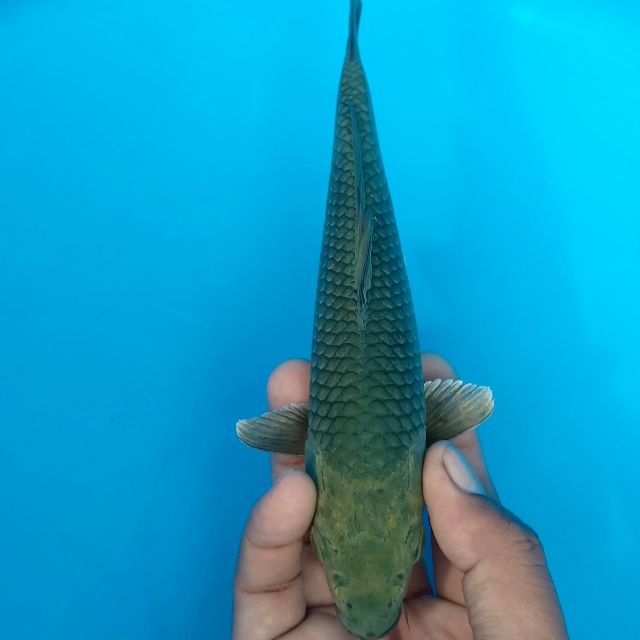 Glengsong Koi