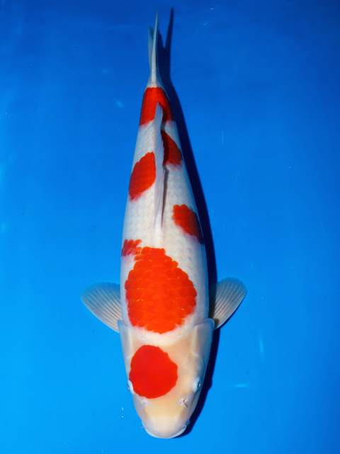 gk koi jogja