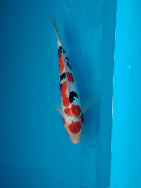 shonin koi indonesia