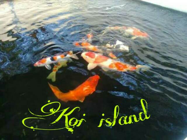 Koi island 