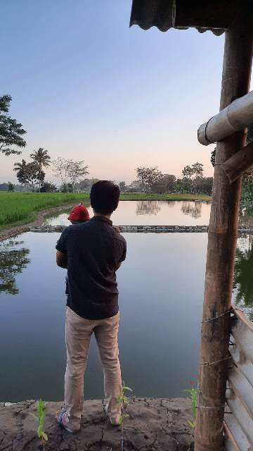 Mangku Koi