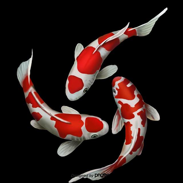 Laila koi