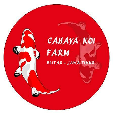 cahaya koi