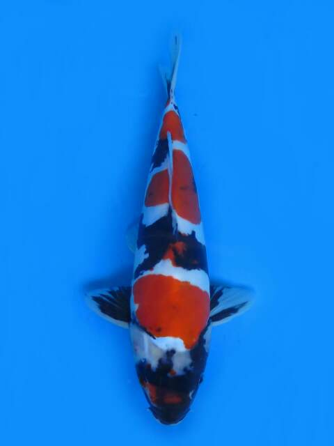 Fuadikoi