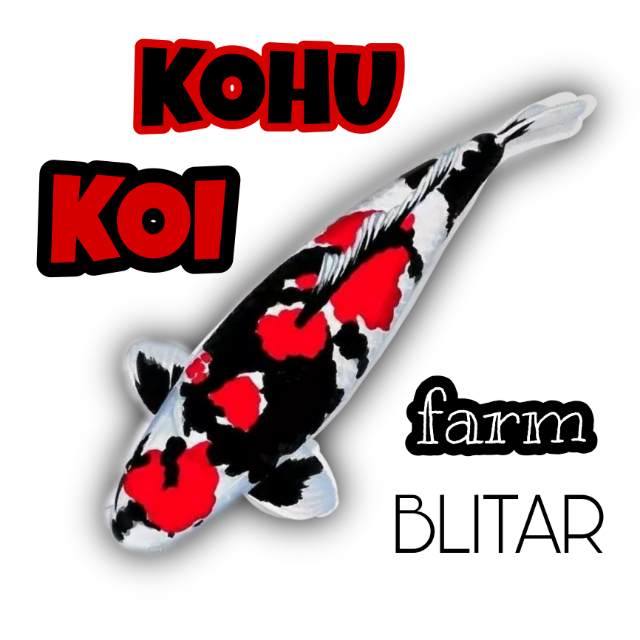 KOHU KOI