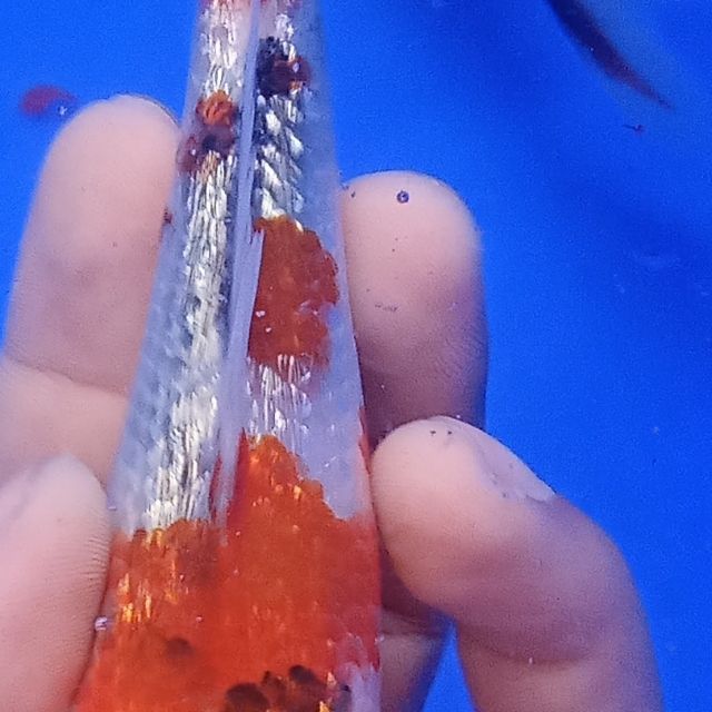 Srimas koi