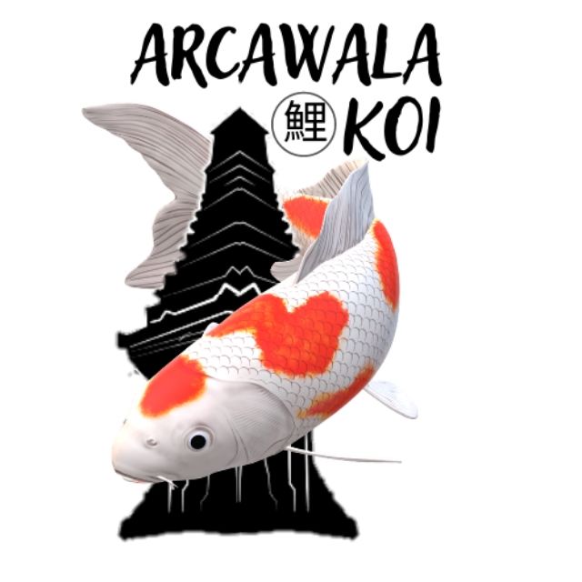 Arcawala koi