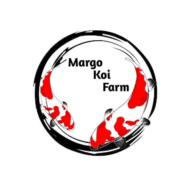 Margo _ koi