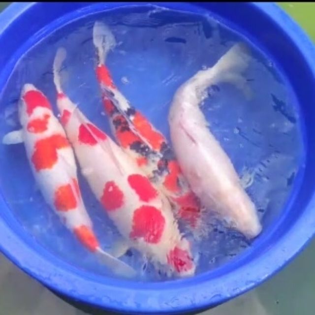 HADIYIN KOI FARM