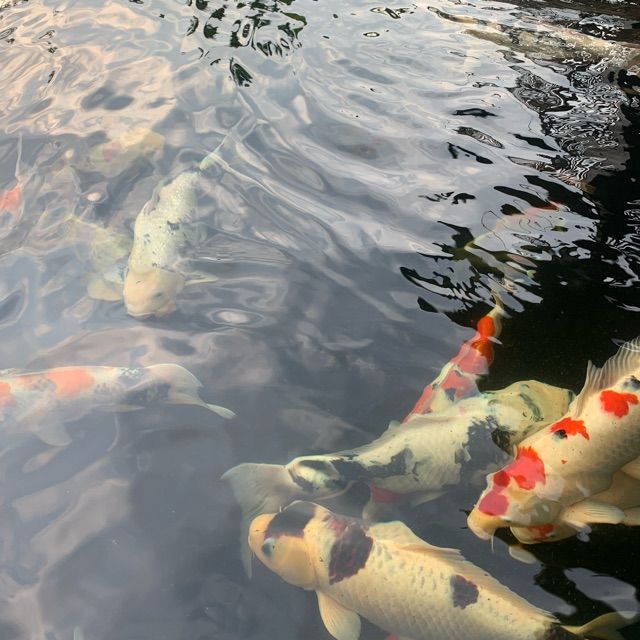 Berlian koi