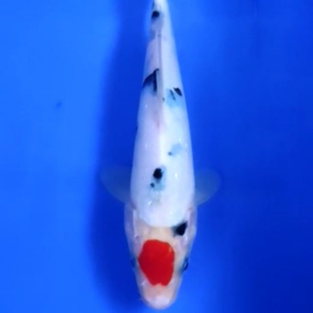 hari koi