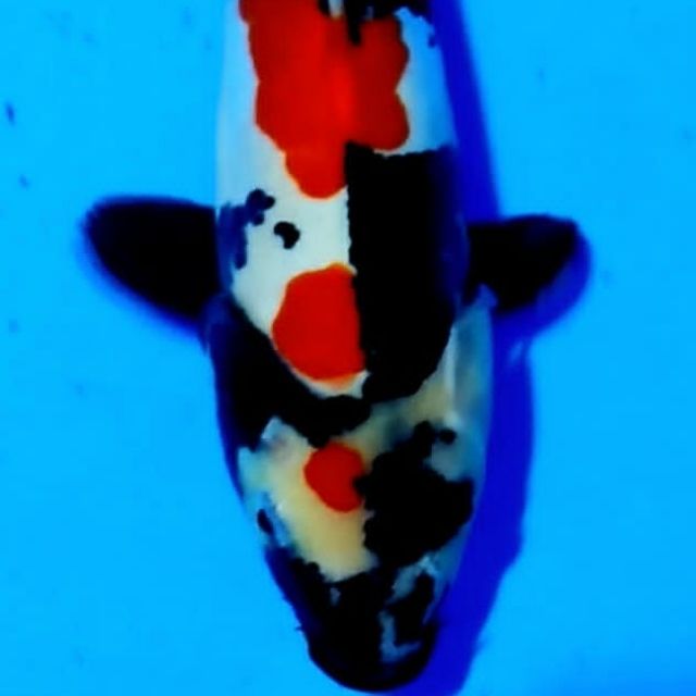 Emprit koi