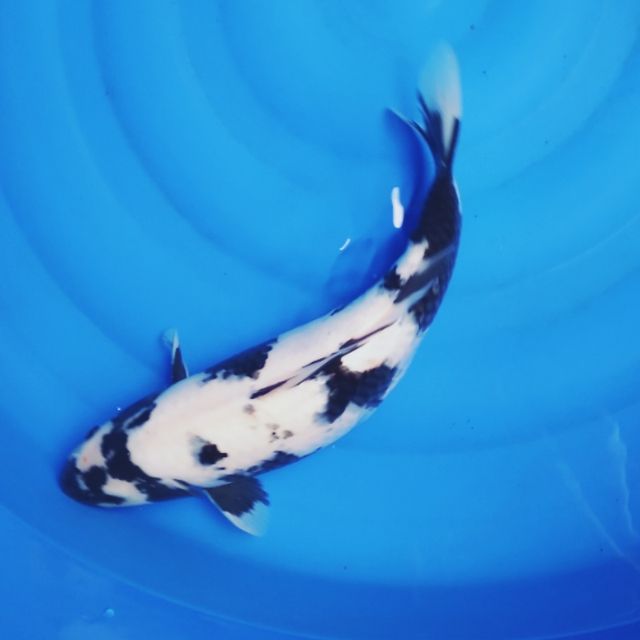 A jR Koi