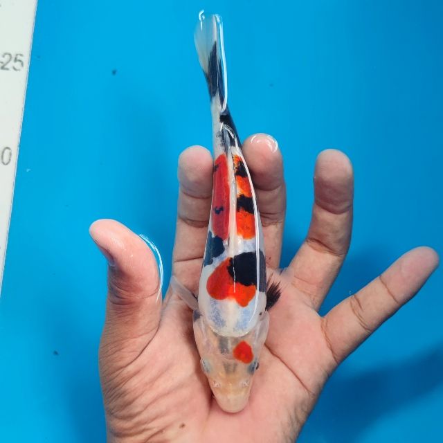 wawan koi