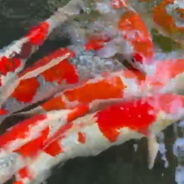 Diamond  koi