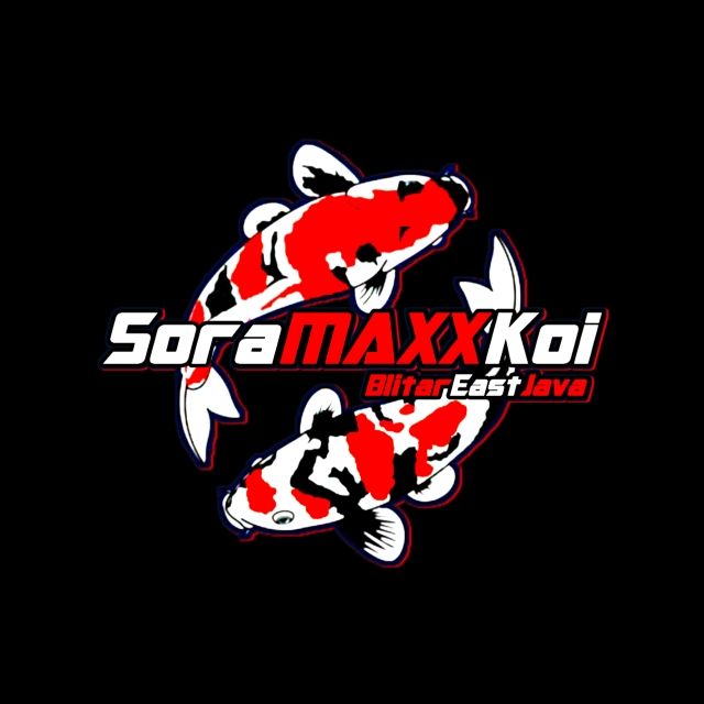 SORA MAXX KOI 