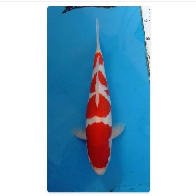 Suceng koi