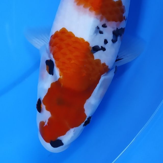 JD. ID KOI