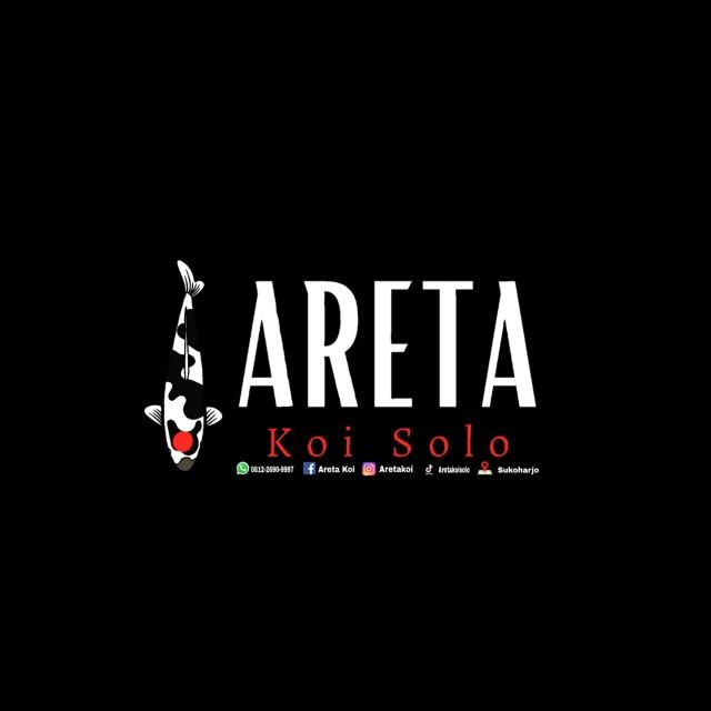 Areta Koi Solo