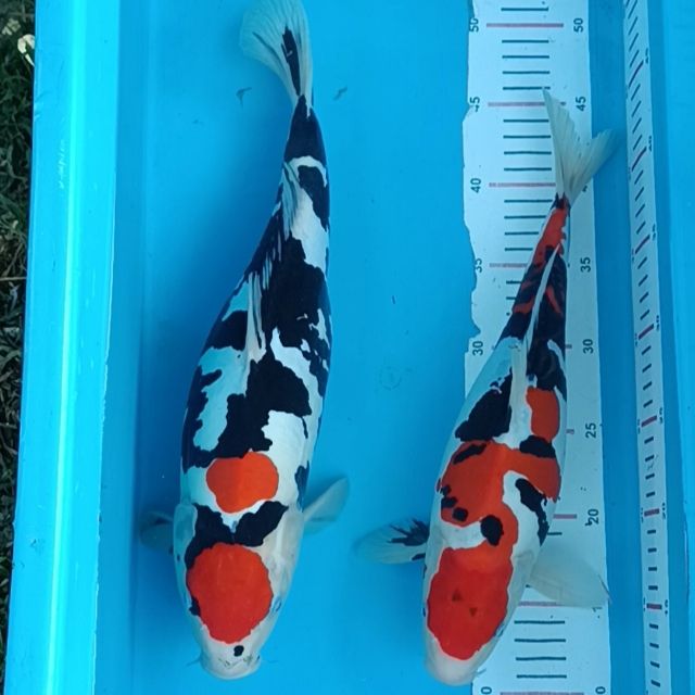 Marketkoi Bltr 