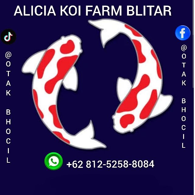 ALICIA KOI FARM 