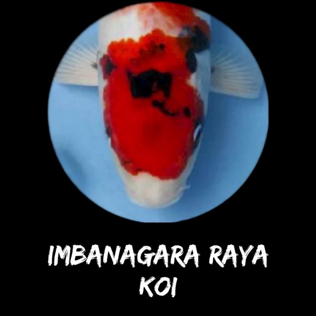 Imbanagara Raya koi