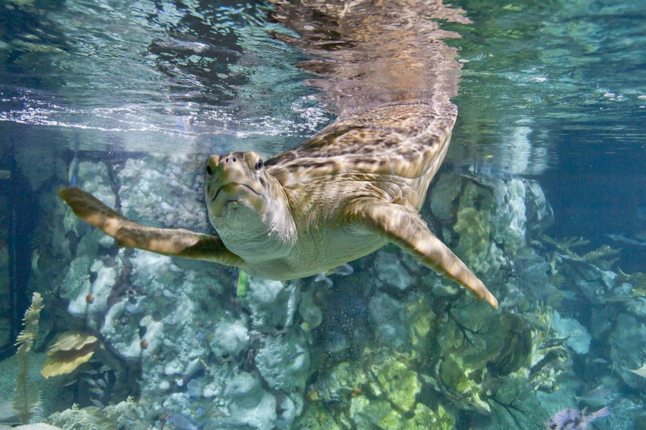 Hotels near Shedd Aquarium - SheDD Aquarium   Nickel Sea Turtle