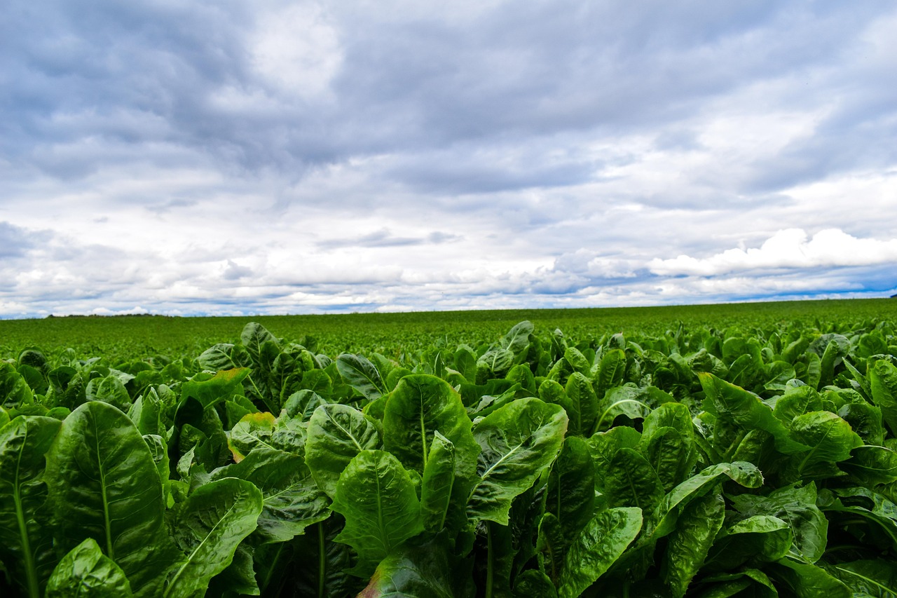 Lettuce Maker Asked White House to Pause Recall Notice