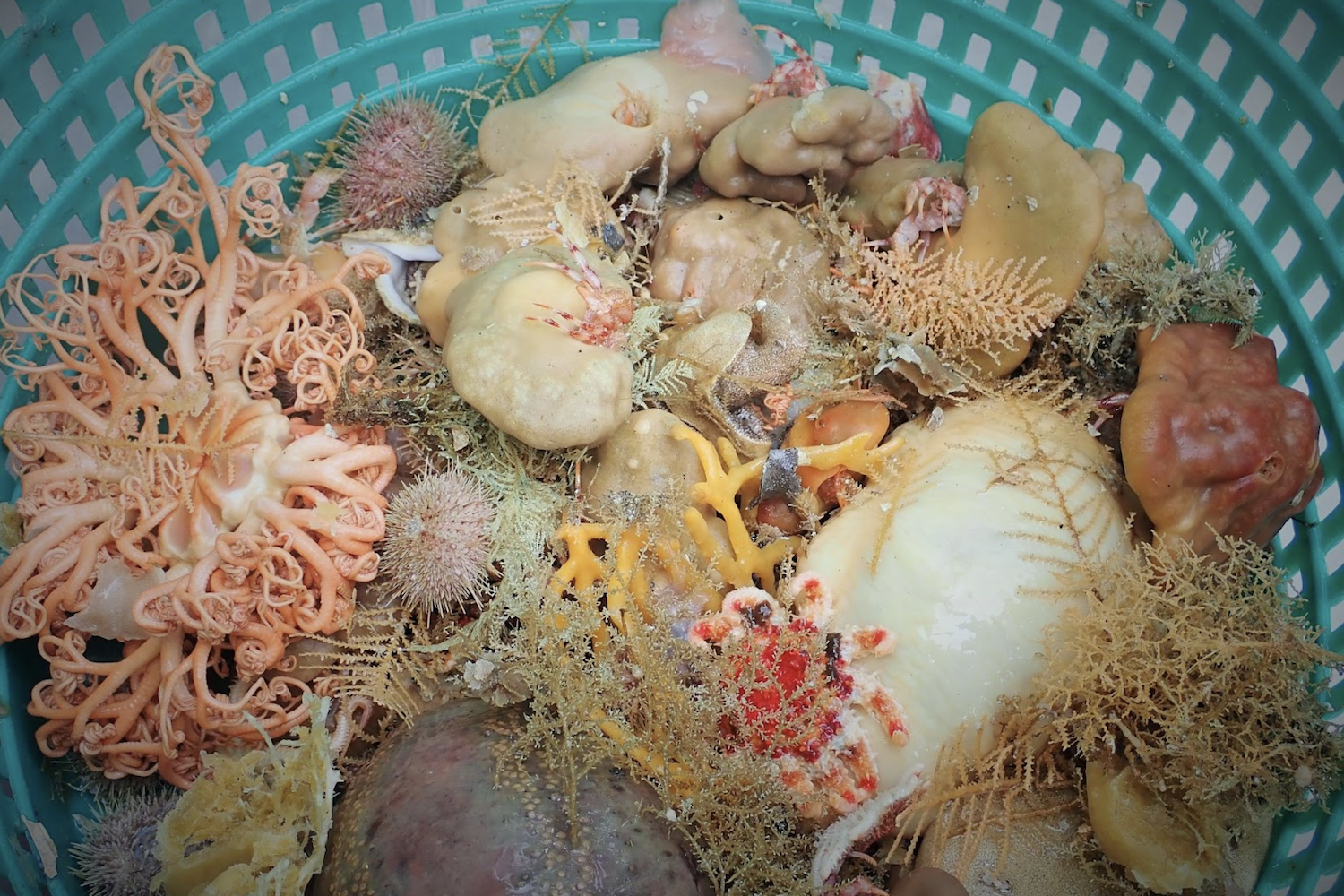 Nine New Deep-Sea Sponges Found Off Alaska