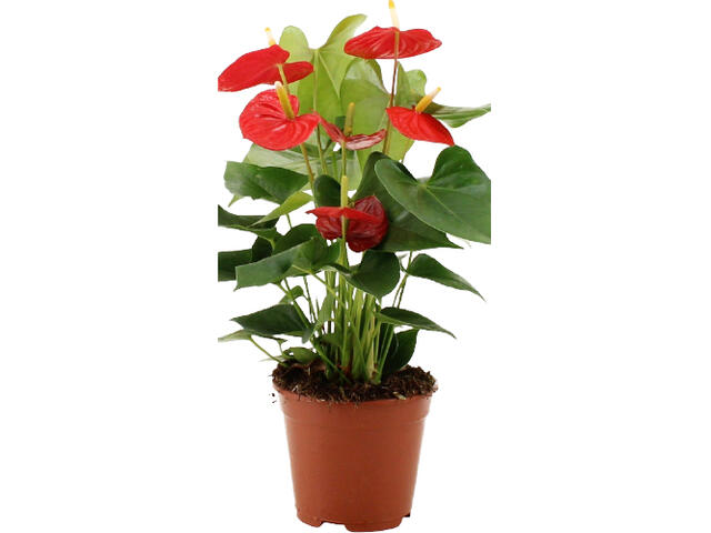 Anthurium Ghiv.12cm