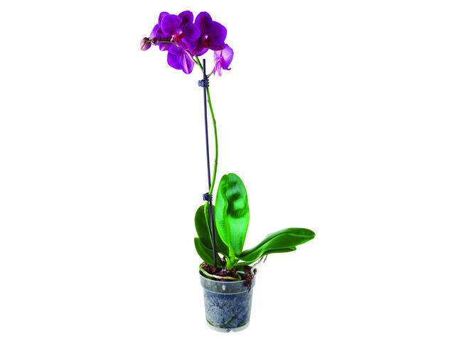 Phalaenopsis 1 Stem D12/H50-70