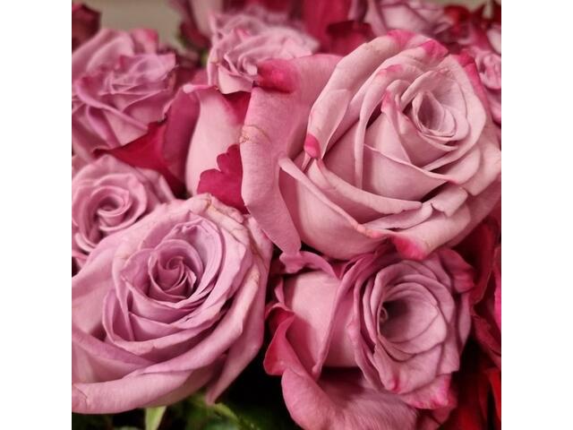 Buchet 15 trandafirfi mov