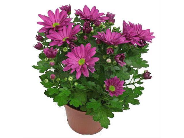 Chrysantheum  Mix D12/ H25 -30