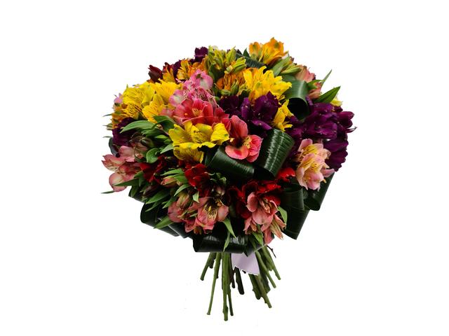 49  alstroemeria multicolore