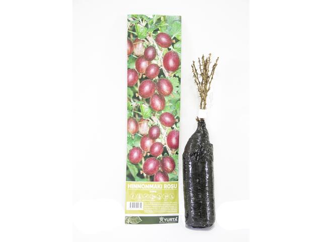 Arbust fructifer - Agris/ Josta