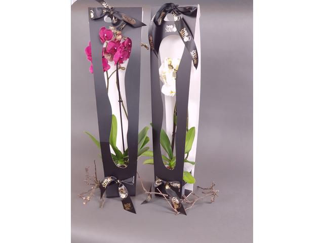 Orhidee phalaenopsis in cutie neagra